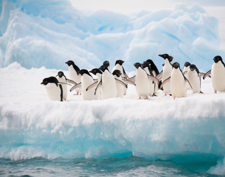 pingouins dans la neige sur la banquise 